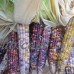 Corn Garden Seeds - Glass Gem Popcorn - 1 Lb - Non-GMO, Ornamental, Organic Pop Corn Gardening Seed   565458580